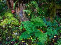 Farne und Baumrelikt im Wald